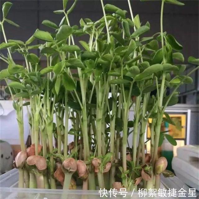  「盆栽植物」花盆里怎么种花生10粒花生米，长成绿油油小盆景，秋天收获不错！