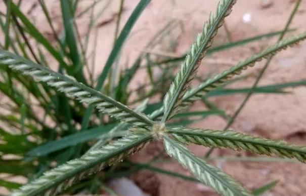  牛筋草|农村一“野草”，长得快惹人烦，农民见到就烦，穷人的“