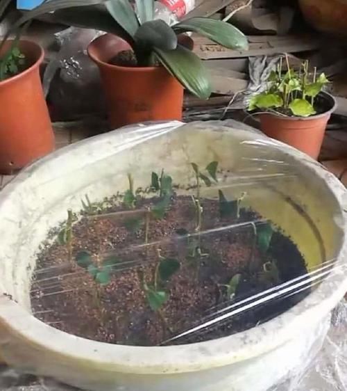  『大白』扦插茉莉？趁现在！掐个大枝捂上30天，大白根，水嫩嫩，满花苞