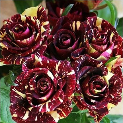  『迷人』花期超长的盆栽花，放在阳台养，全年开花满枝头，花色迷人又艳丽