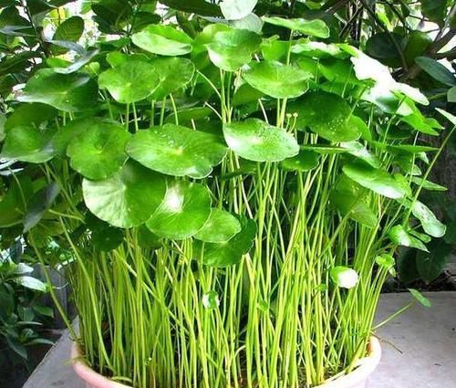 充足的地方:给这“5种”花“剪个发”,越剪越旺,比施肥还“有效”