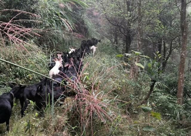  适合@农村养什么不用花钱买饲料？遍地荒草特别适合养羊