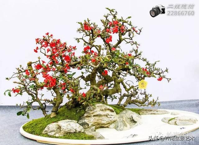 把温江盆景卖到欧洲去