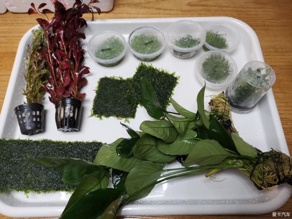 『水质』我家的花花草草第十四季-新手折腾水草缸