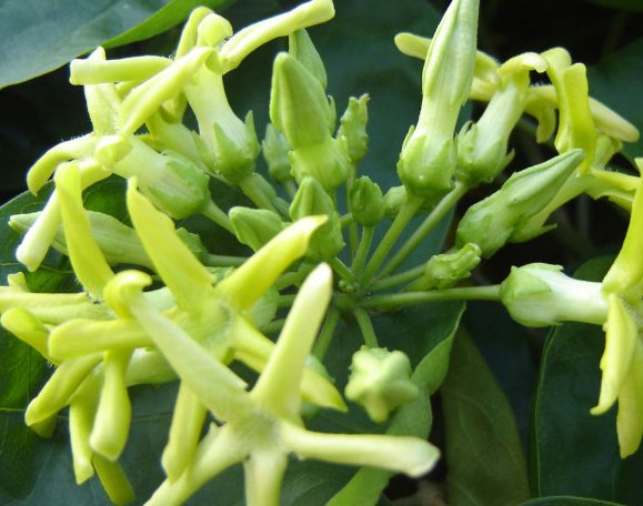 『家里』这些花朵就是天然的香水,除臭杀菌,空气更清新,家里蚊虫灭光光