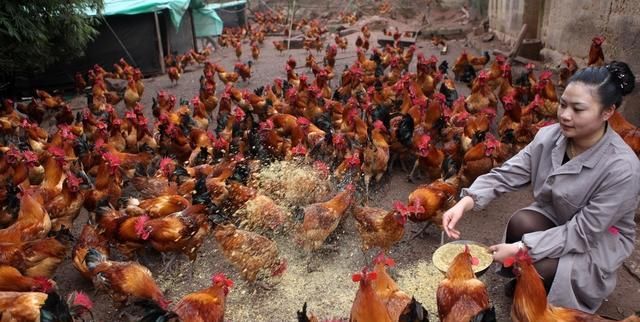  「想到」农村妇女养鸡时喂了这些菜，没想到鸡长得快、下蛋多、