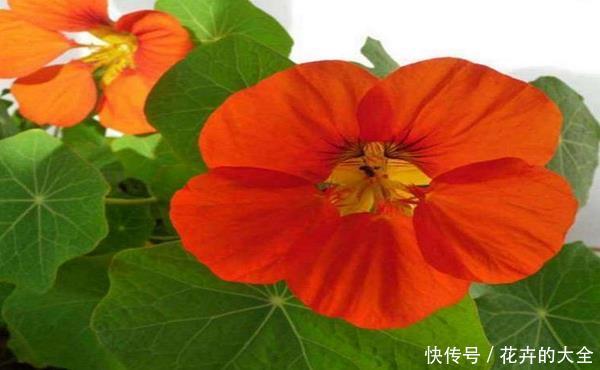 『开爆』旱金莲一棵不浇水都开爆的花!适合忘浇水的你,但是不能少一件事