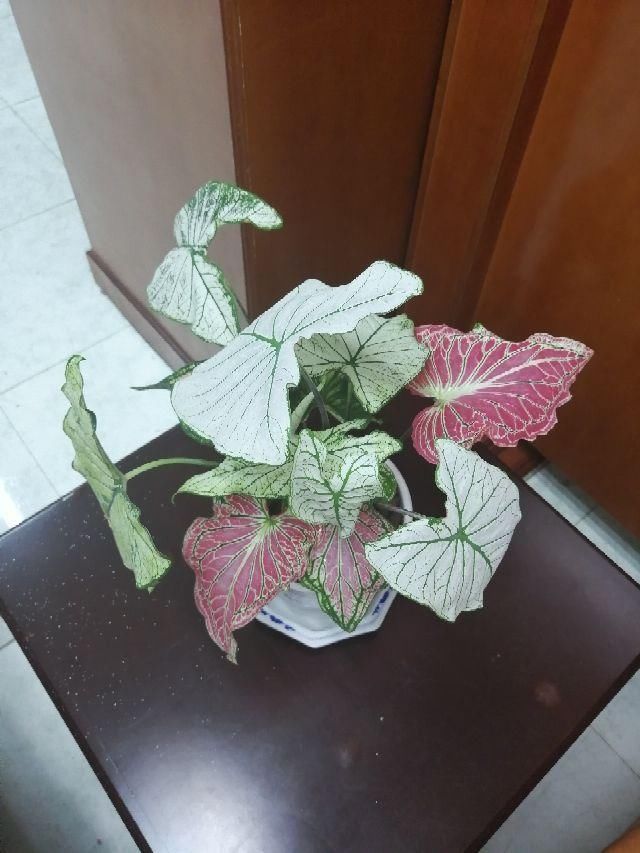  「蕨类植物」聪明人爱养的耐阴花，高贵不俗气，叶子长得跟油画似的