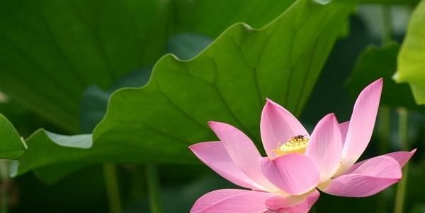  『夏季』适合在炎热的夏季养殖的花朵，都被人们传遍了，还不赶紧看看？