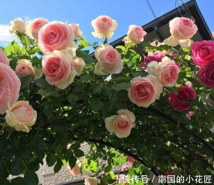  「凌霄花」4种花很漂亮，好养易活能爆盆，花大色艳很漂亮，谁养谁爱