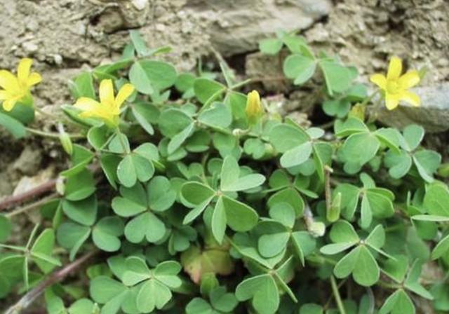 『观赏价值』在夏季种植2种“野草”,养2个月变好看,成盆栽,价值也提升了
