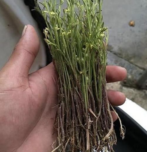  [观赏价值]长在农地里，人称疳积草，看着没有1米高，却是“药草”，珍贵！