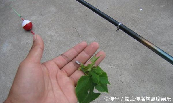  【进食】民间野钓草鱼的4种钓法，简单快速效果好，大草鱼连竿上，很过瘾