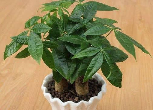  [财树是一]发财树叶片发黄怎么办？教你3个小妙招，发财树长势旺盛叶片翠绿