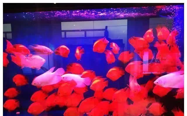  『溶氧量』高密度饲养观赏鱼，怎么保证观赏鱼和水质不出问题？关键在“勤”