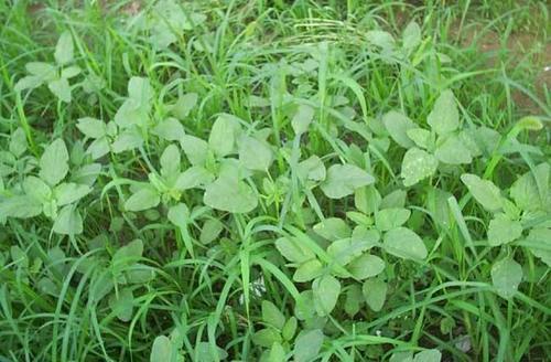 春天到可以去农村挖野菜了，但这几个地方最好不要去，农民记住了