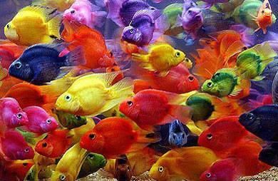  #排行榜#组图: 世界上50大最美丽最好养的观赏鱼排行榜, 你养过几种?好神奇！