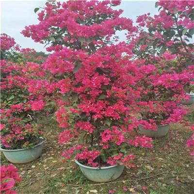  【叶子花】光叶子花，别名三角梅，花紫色或洋红色