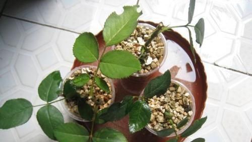  「开花真」不会养花？这3种花，一个枝丢盆里就活，开花一大盆，一年开3季