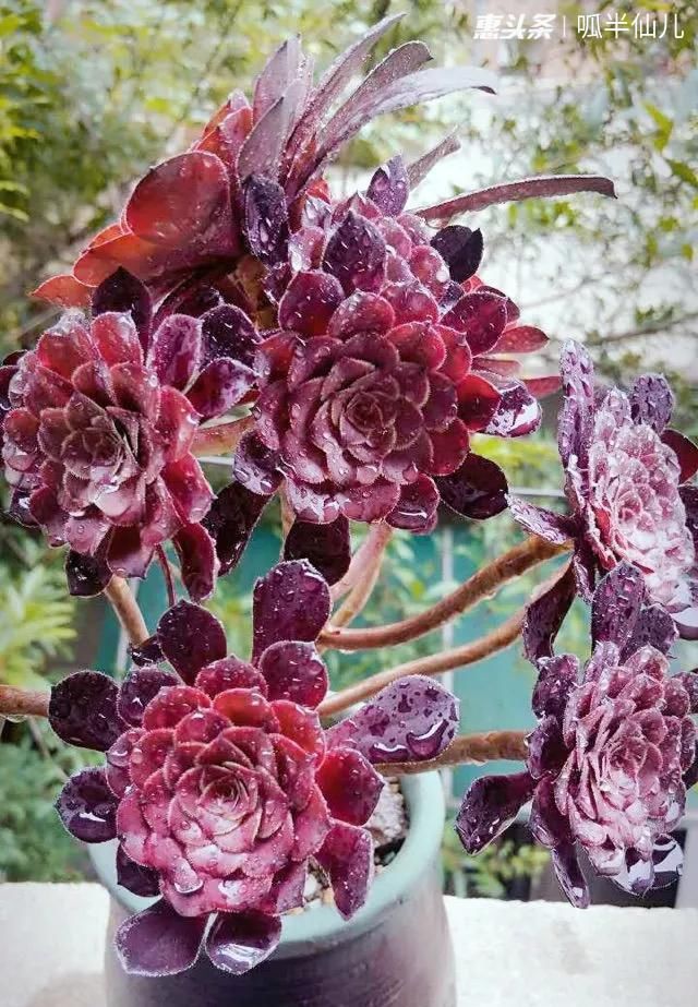 『白菜』多肉断水12天,绿白菜秒变红舞娘,想要上色就得...