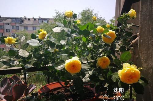  养花@新手养花太难？此款花卉不用操心，贱养爆盆，养在家里生机勃勃