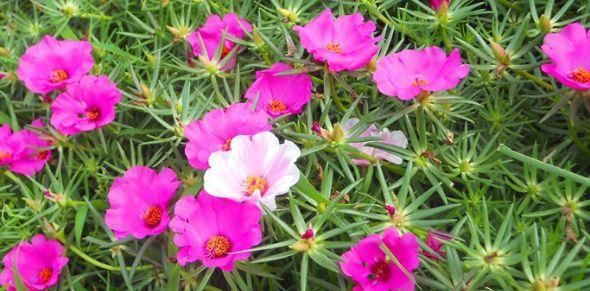  『垂吊矮牵牛』忘了绿植多肉吧，现在都爱养这种花，丢进花盆就能活，四季有花开