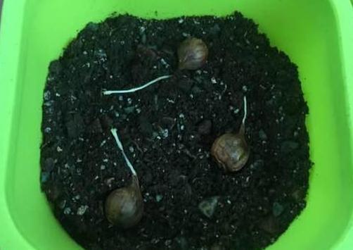 『种子』紫叶醡浆草播种、分株要注意什么?摸清4个细节,蹭蹭长成片