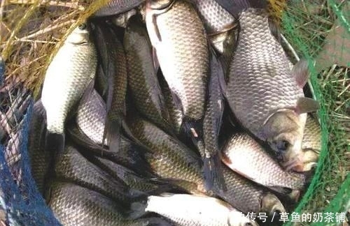  「草鱼」专供鲤鱼和草鱼的自制饵料，让你钓50斤的鱼获和玩一样