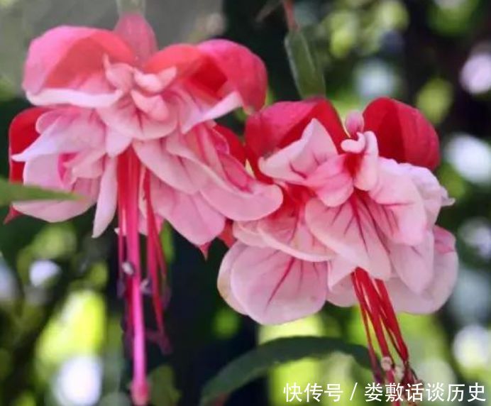  随便■春天“4种花”随便养，长得快开花多，阳台养成“小花园”！