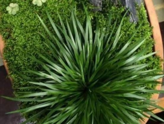  【建议】客厅盆栽绿植选这3种做盆景，四季常绿，好看又好养，建议收藏