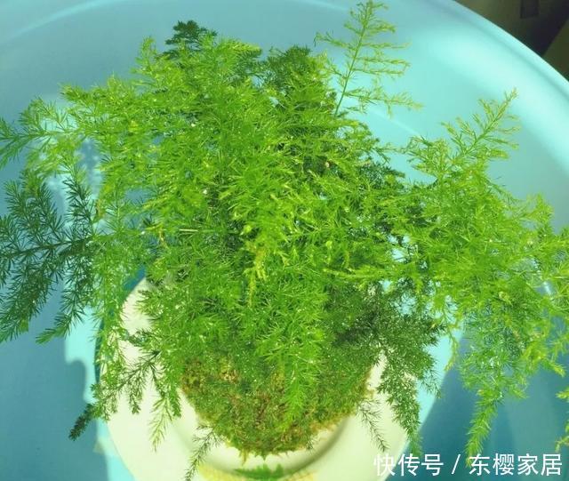 #试试#养不好的花,试试无土水培,几天长出大白根,还能开花呢!