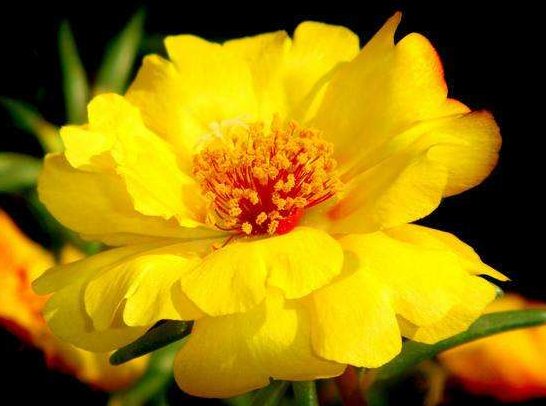  「花苞」懒人最爱养的花，好养易爆盆，花朵清新优雅，花苞突突往外冒，美