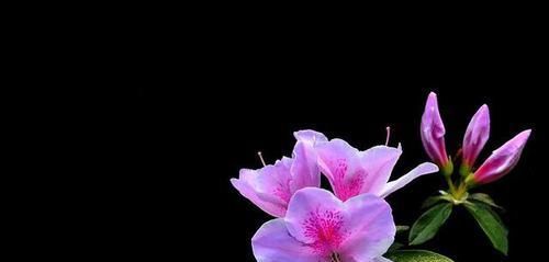 【养护】为什么每年养杜鹃都是开花过后,养到后期,掉叶子死了呢?