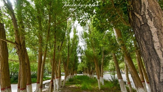 青海茫崖:柴达木盆地的奇迹之城,戈壁滩上的生命绿洲