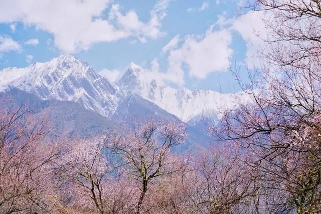 再过一个月，国内这处桃花盛景就要藏不住啦！囊括高原最美雪山！