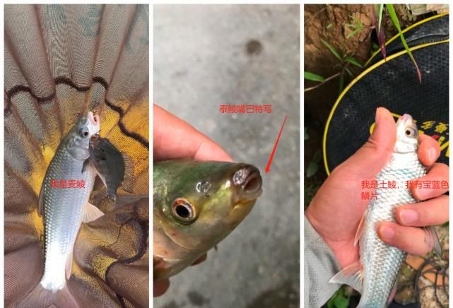  『区别就』别不信，这几种鱼你钓到了很可能认错，连老钓友都会叫错名字