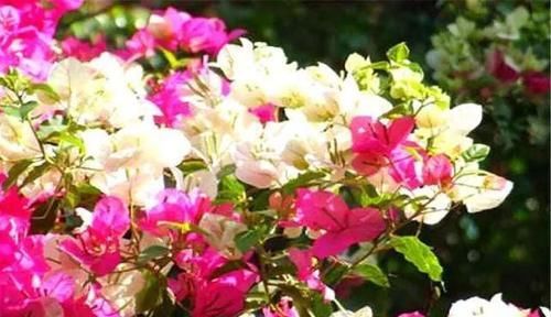 『花开』三角梅不开花?教你“3个笨办法”,一年花开10个月,轻松爆满盆