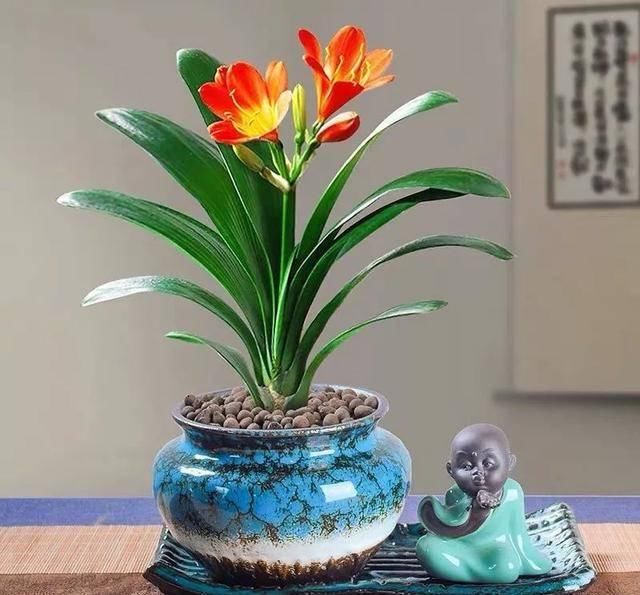  「招财」这五种“富贵花”，招福招财好运来，家里至少要有一盆