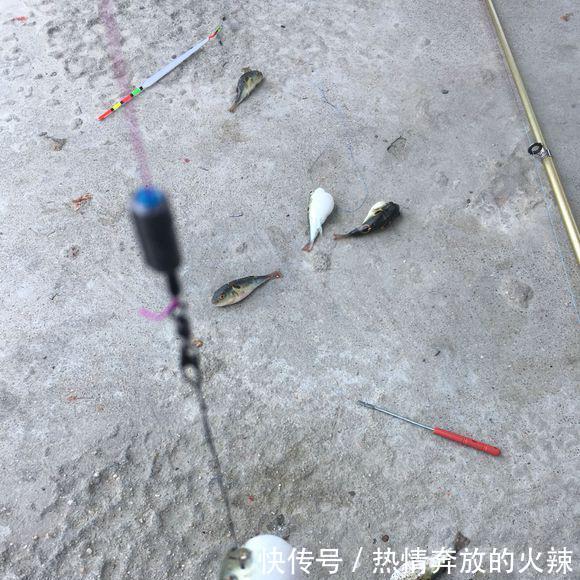 几百元一斤的奇鱼，钓起来却被丢弃岸边钓鱼人太凶猛，不敢吃