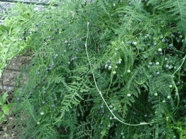 『开出』百年难得一见,养了十年的文竹,开出金花结出玉果,真是高手