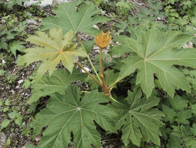  [根茎]“1种野草”根茎有价值，被称为“通草”，1斤20元买不到，珍贵！