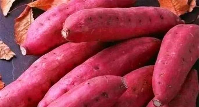 难道八月份真的适合种植红薯吗？这里告诉你答案！