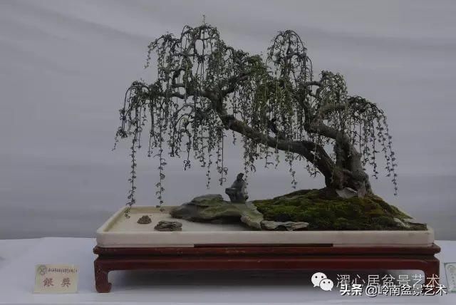 盆景赏析——《层林叠翠》