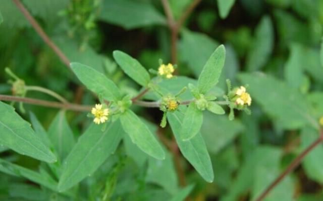  「喜欢」农村一种喜欢粘人的野草，人称“豨签草”，却是祛风湿