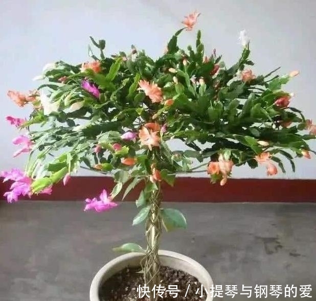 「蟹爪兰」入秋养栀子茉莉,不如养2种“观花植物”,1株能开出上百朵花