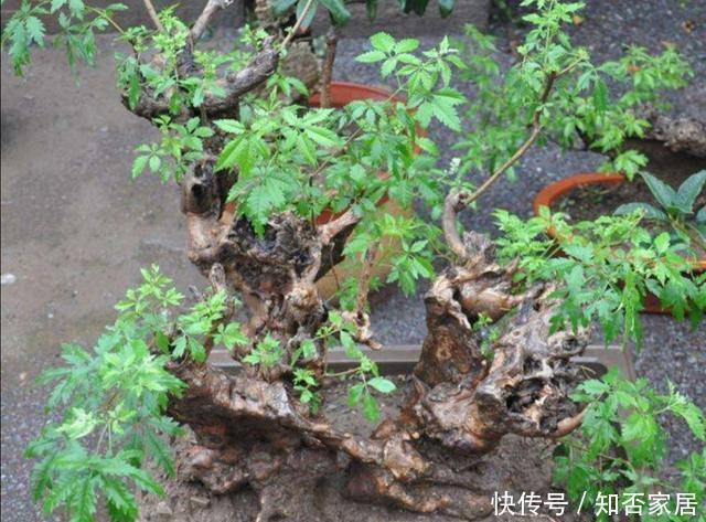 黄荆|秋天挖黄荆做盆景,栽植要注意这几个细节,才能提高成活率