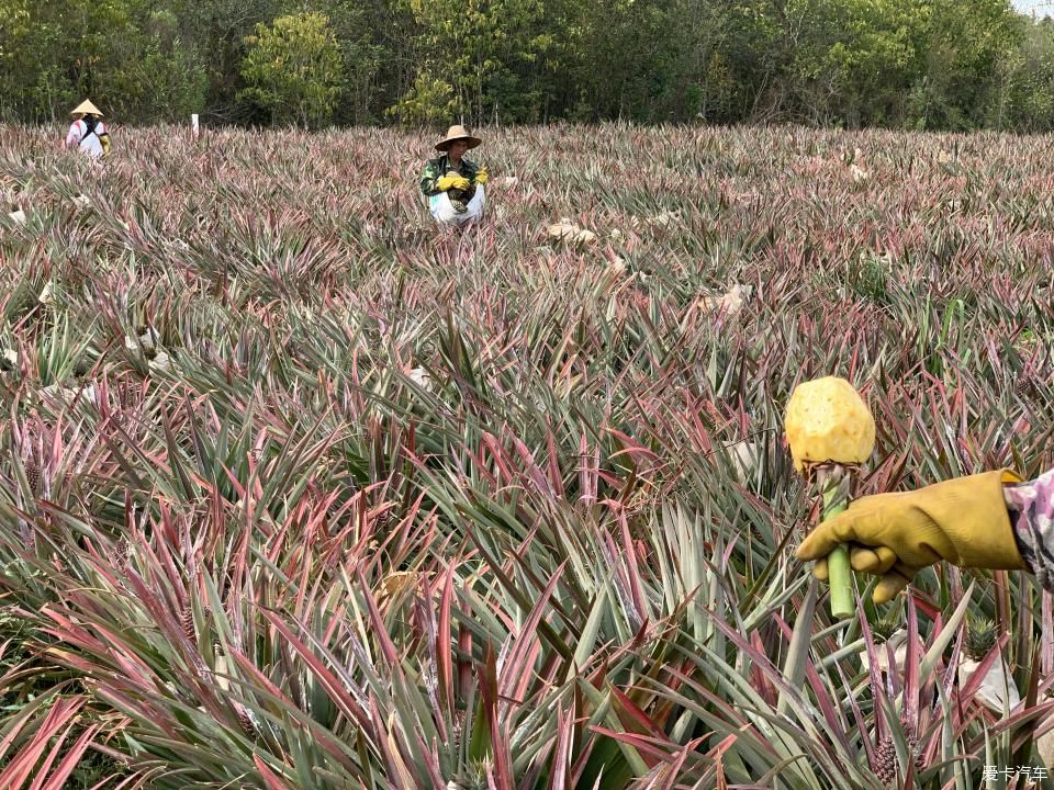  菠萝■2020年，劳作在海南的菠萝地海