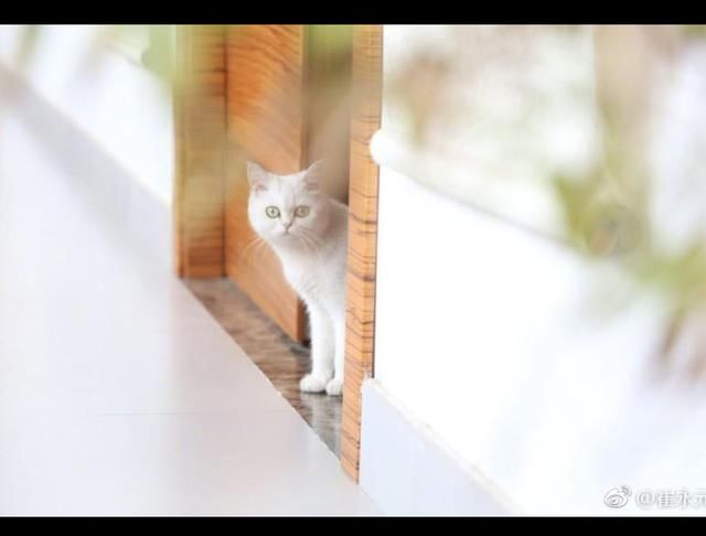 铲屎官表示华姨和那几位材料已交有关部门，我们要相信正义！