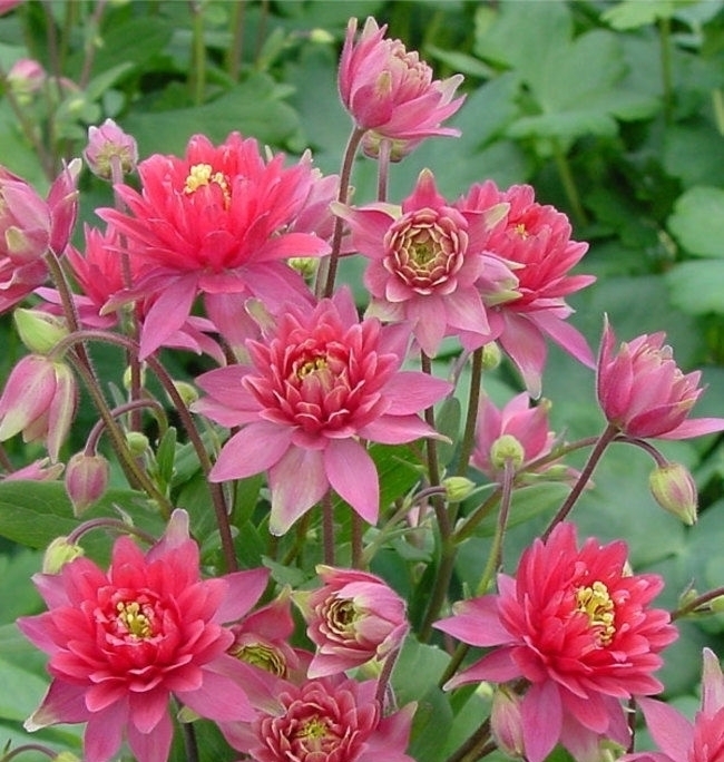 花色|花色美丽,花期长,这几款盆栽是观赏佳品,来欣赏下吧