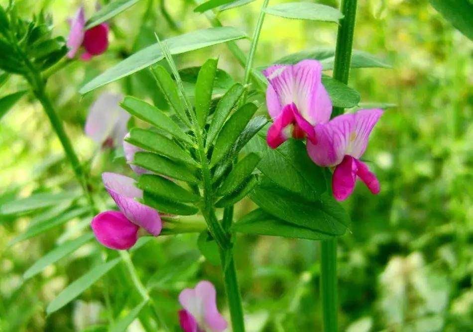  『野豌豆』这种野生豌豆堪比山珍，掐点嫩芽唇齿留香，揪点种子自家就能种